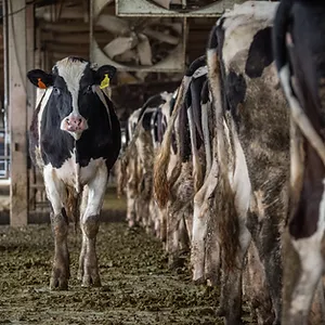 Cows in a barn, illustrating electrical engineering expertise in the agricultural sector